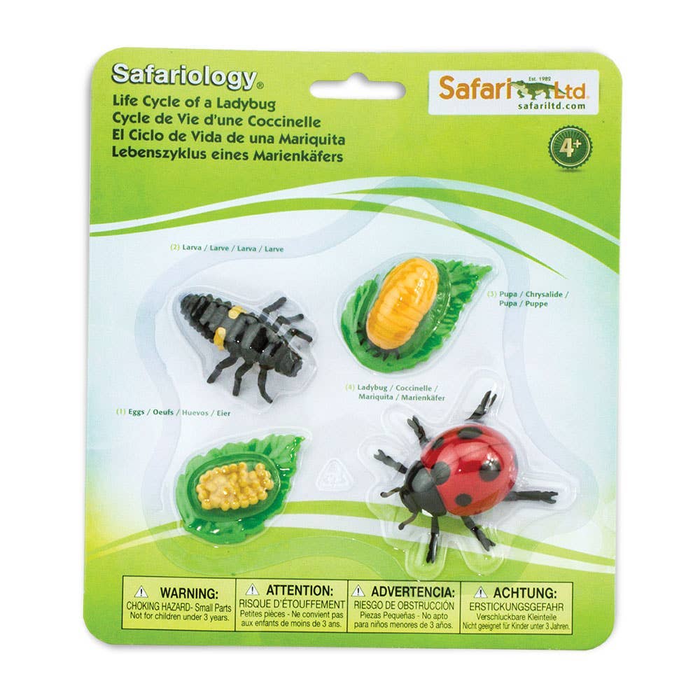 Life Cycle Of a Ladybug