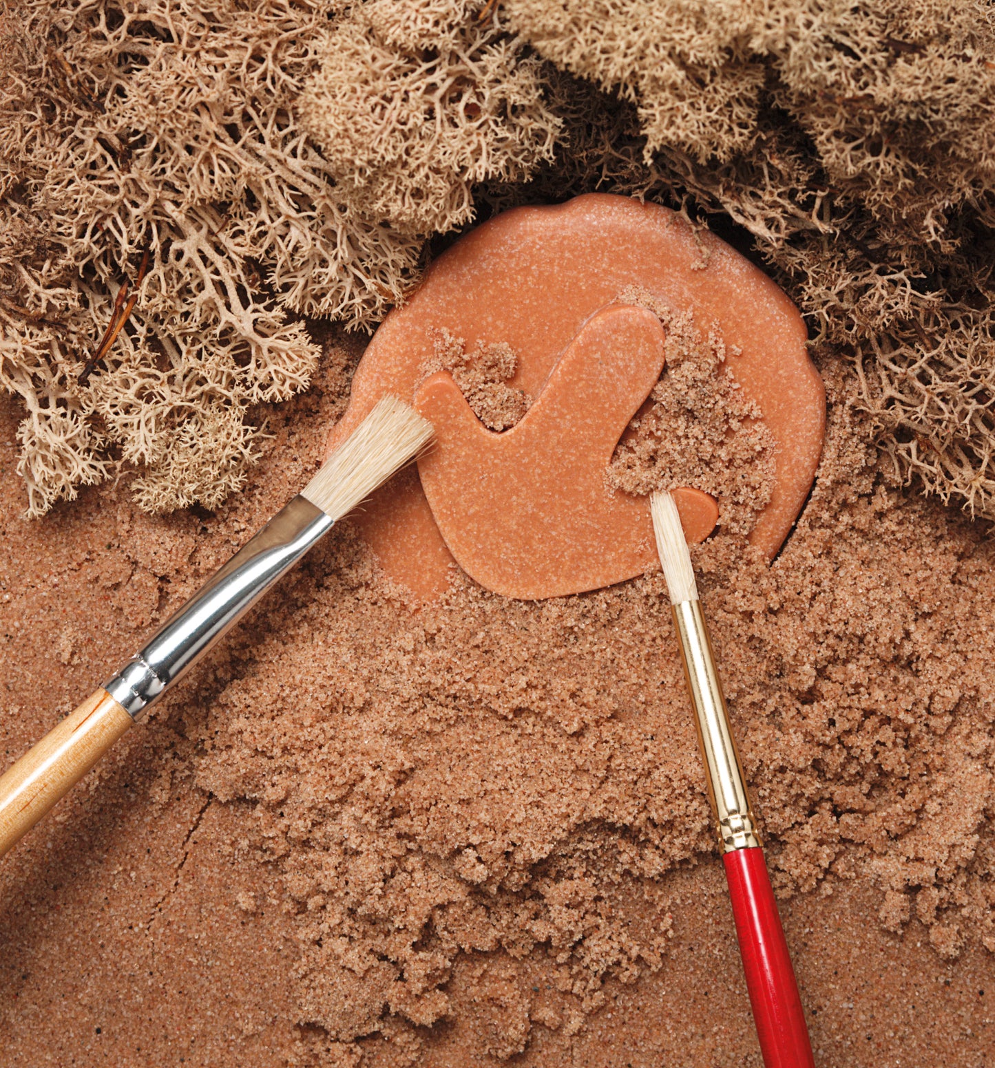 Let’s Investigate – Dinosaur Footprints