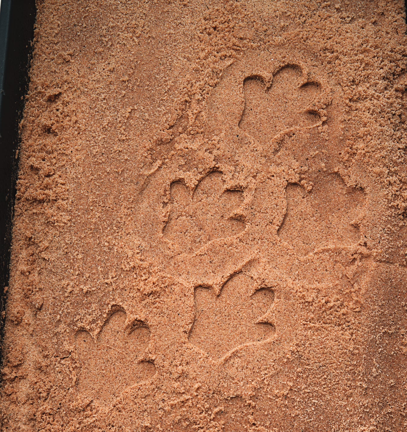 Let’s Investigate – Safari Footprints