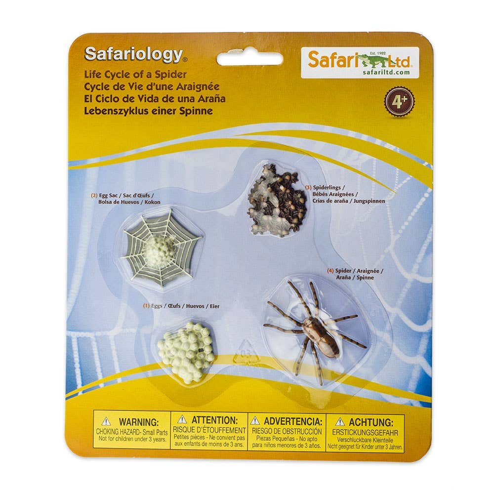 Life Cycle Of a Spider