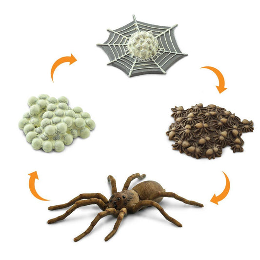 Life Cycle Of a Spider