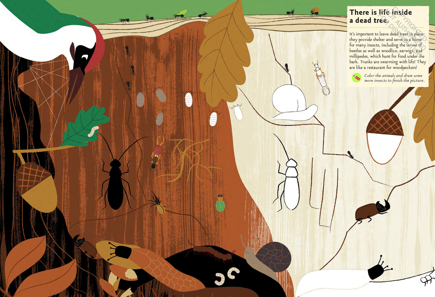 Garden Insects and Bugs: My Nature Sticker Activity Book | Activity Book