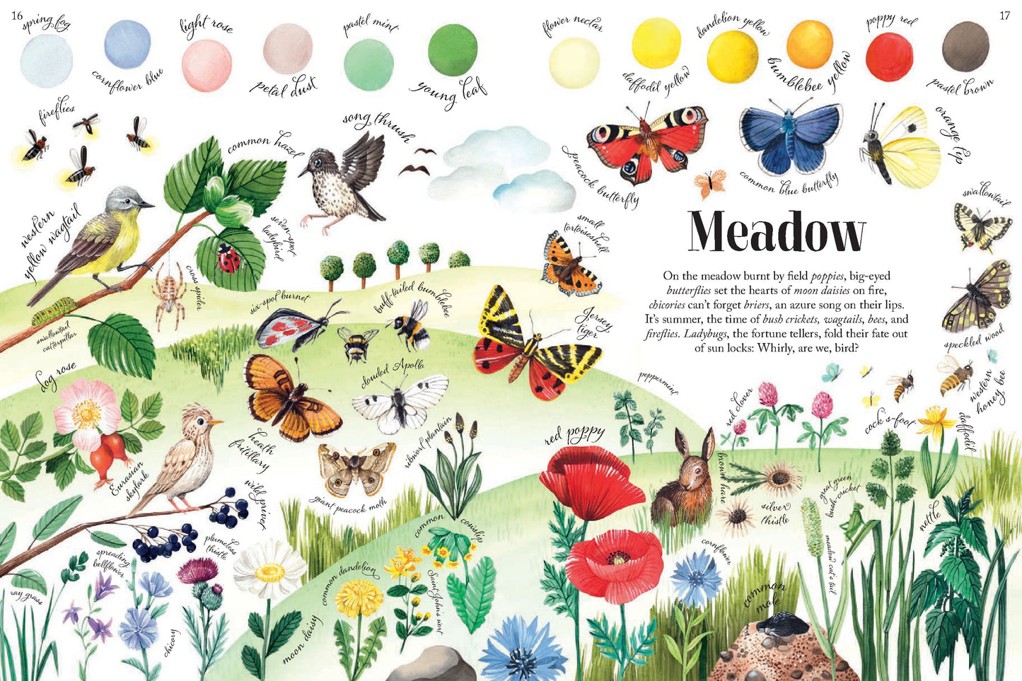Colors of Habitats | Hardcover