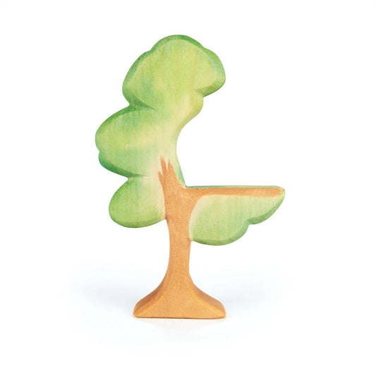 Ostheimer Eucalyptus Tree