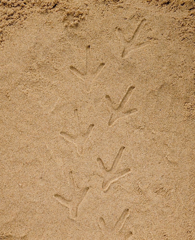Let’s Investigate – Farmyard Footprints