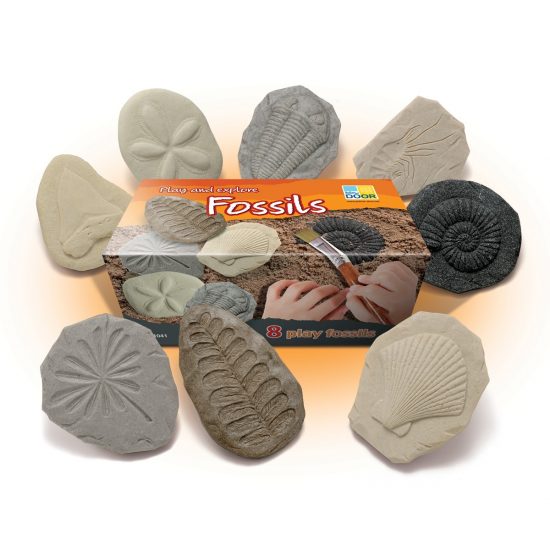 Let’s Investigate Fossils