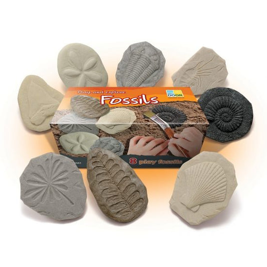Let’s Investigate Fossils