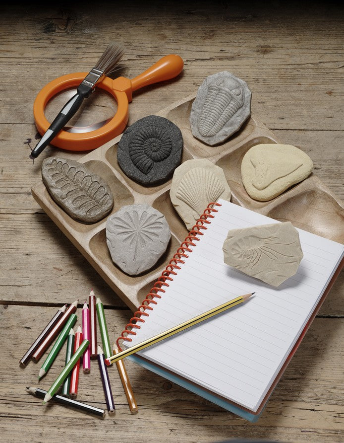 Let’s Investigate Fossils