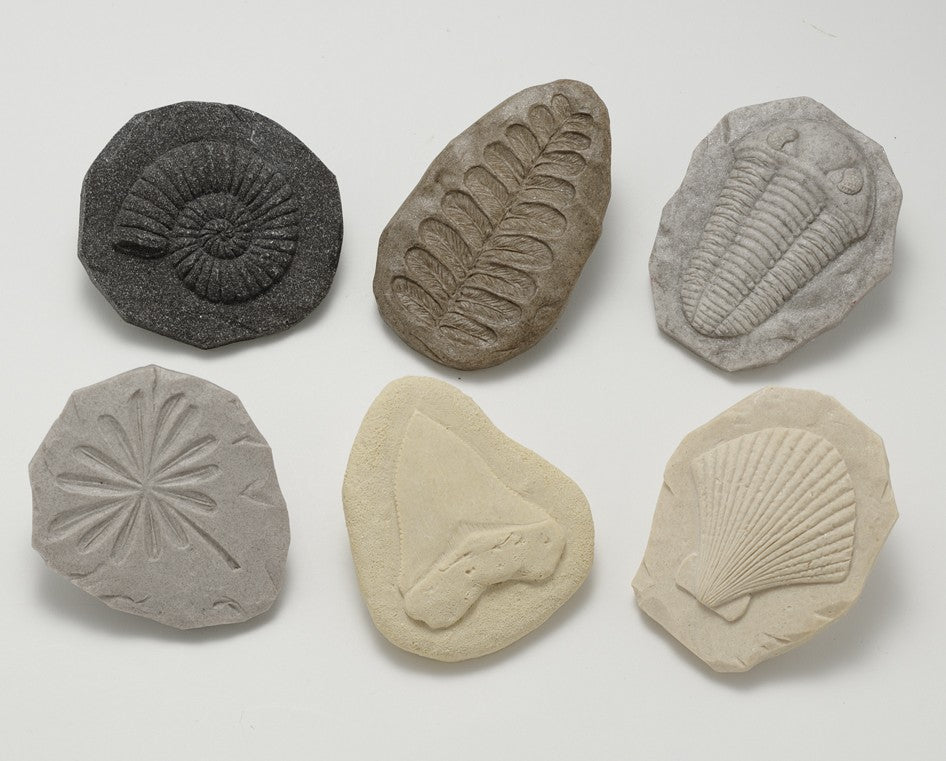 Let’s Investigate Fossils