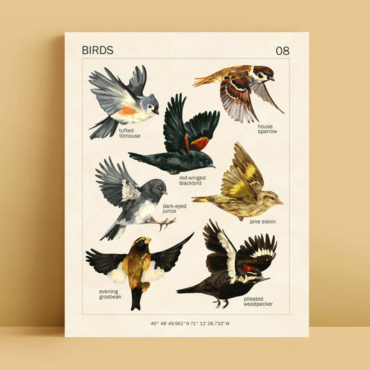 Canadian Birds Art Print | 8x10''