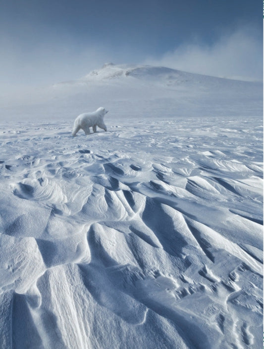 The Polar Bear Wish | Hardcover