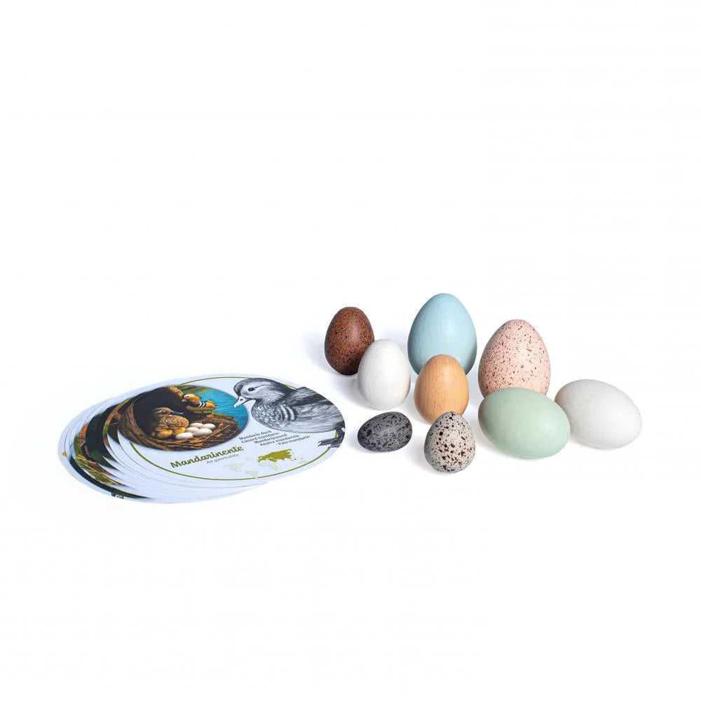 Wooden Discovery Bird Eggs