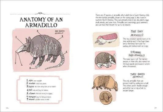Wildlife Anatomy The Curious Lives & Features of Wild Animals around the World  |  Paperback