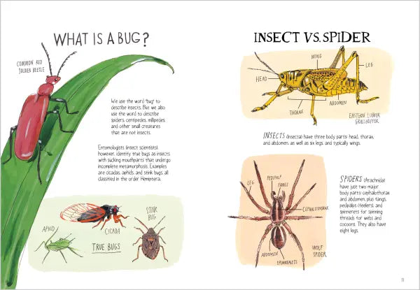 Insect Anatomy The Curious World of Bees, Beetles, Butterflies, and Bugs  |  Paperback