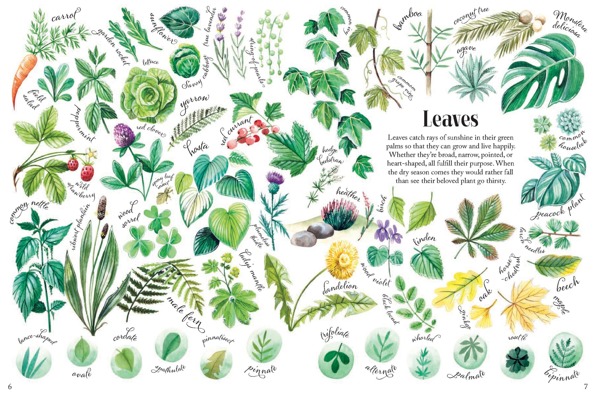 Shapes and Patterns in Nature | Hardcover