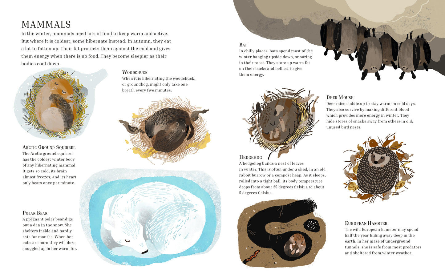 Winter Sleep: A Hibernation Story | Hardcover