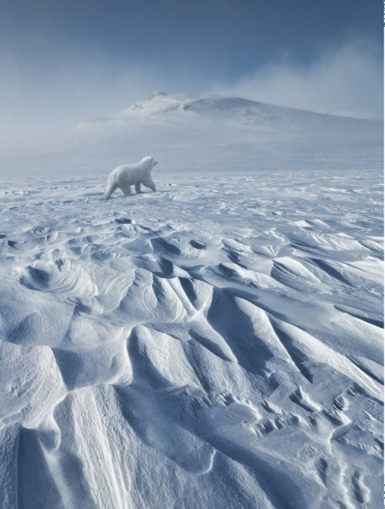 The Polar Bear Wish | Hardcover