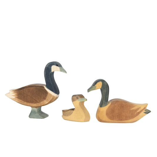 Ostheimer Canada Goose swimming